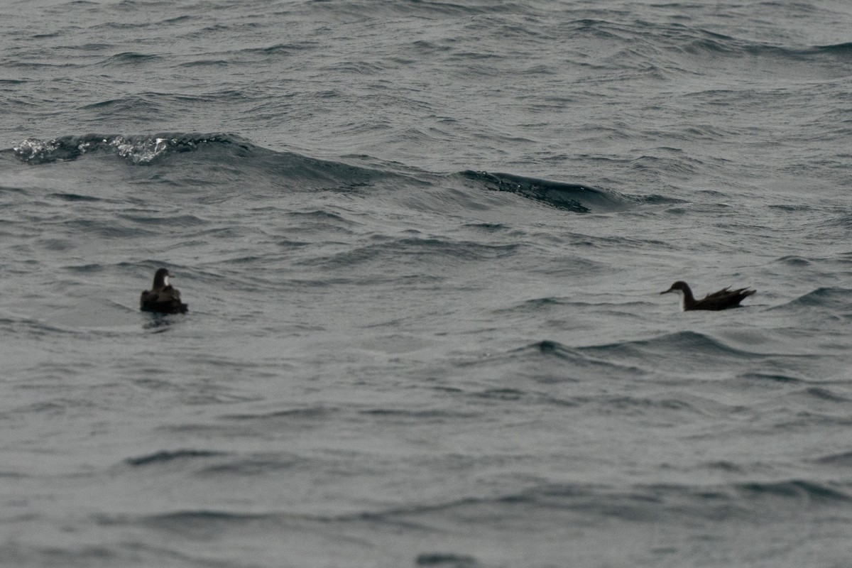 Galapagos Shearwater - ML623783290