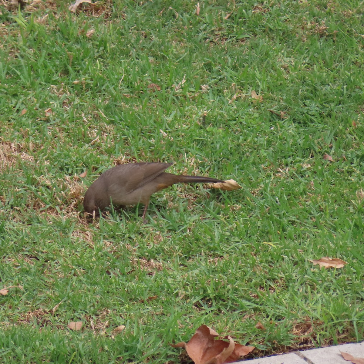 California Towhee - ML623783303