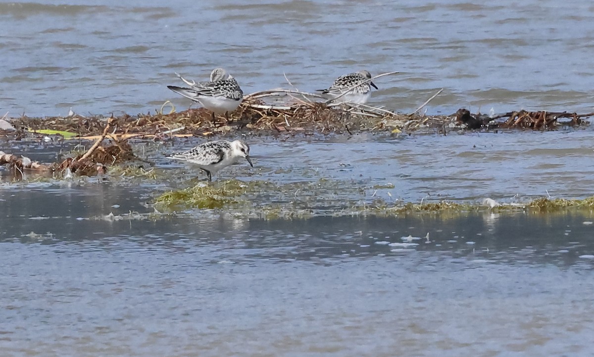 Piovanello tridattilo - ML623783306