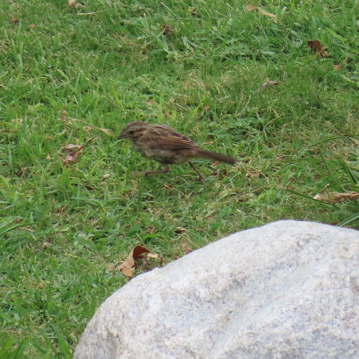 Song Sparrow - ML623783314