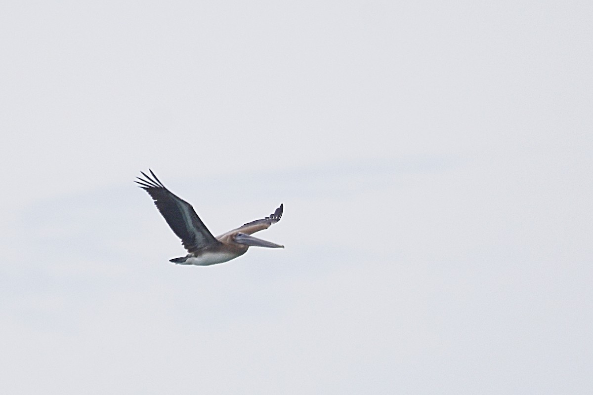 Brown Pelican - ML623783326