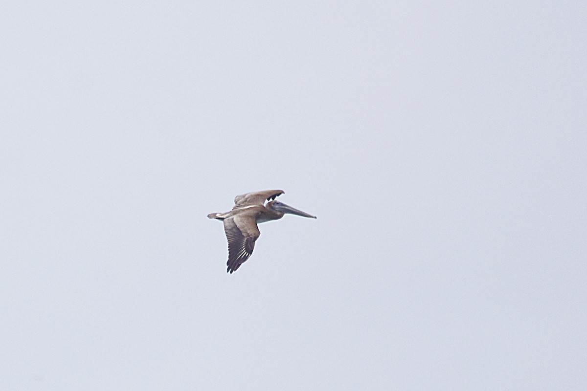 Brown Pelican - ML623783331