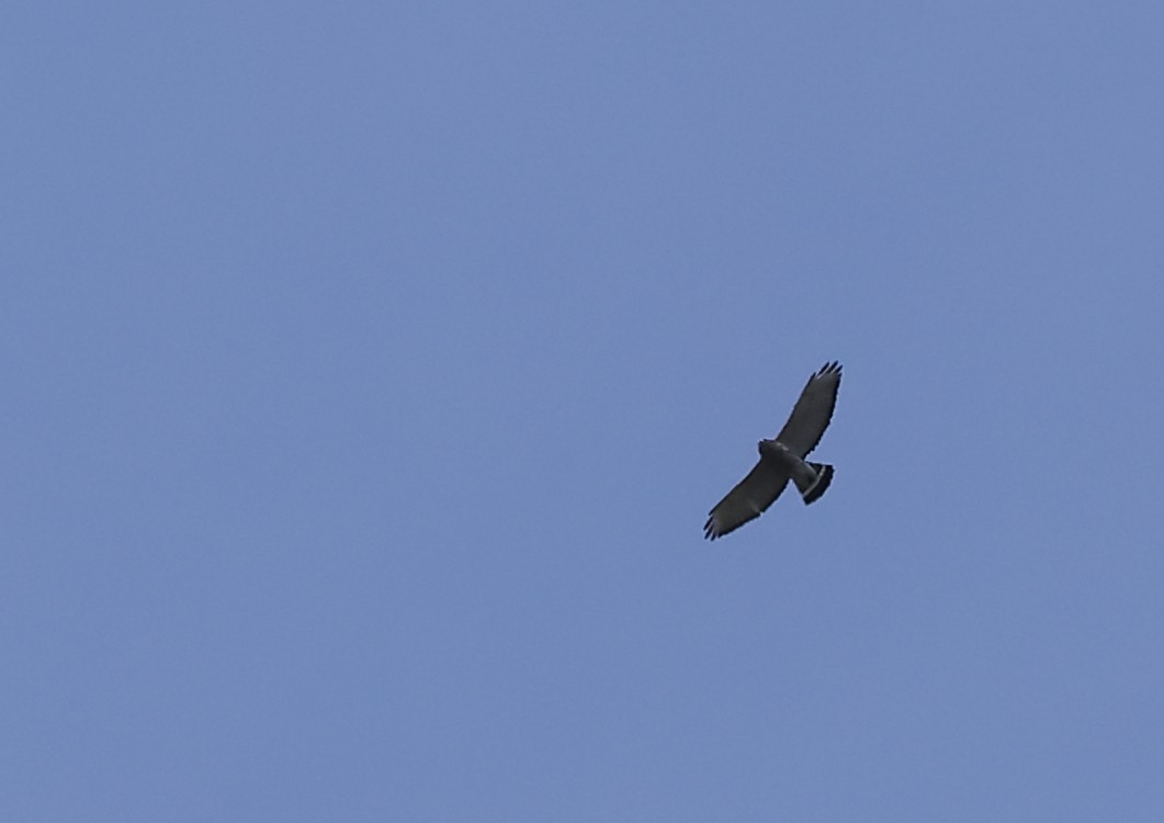 Broad-winged Hawk - ML623783368