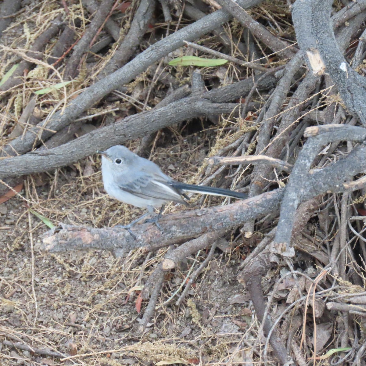 Gobemoucheron gris-bleu - ML623783369