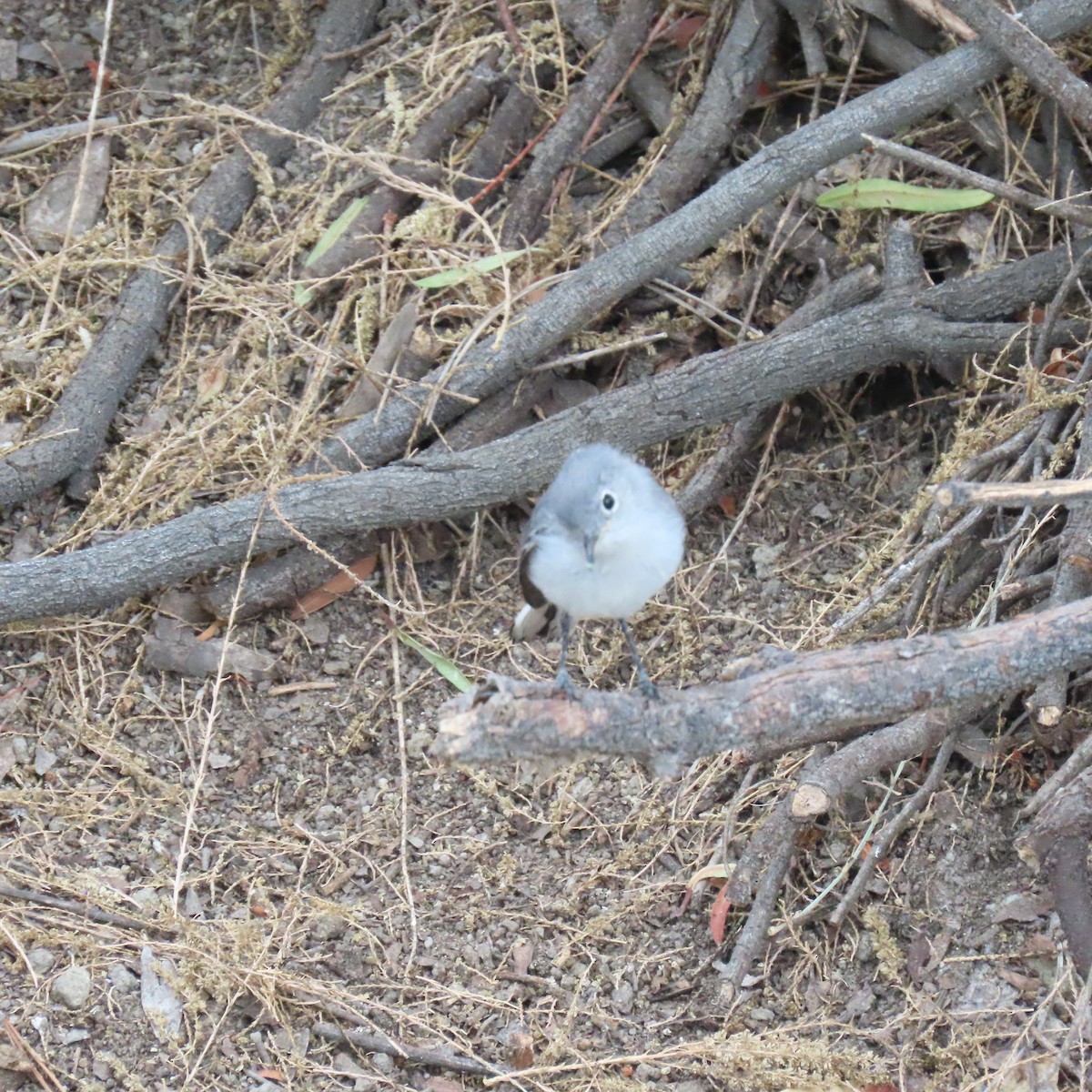 Gobemoucheron gris-bleu - ML623783375