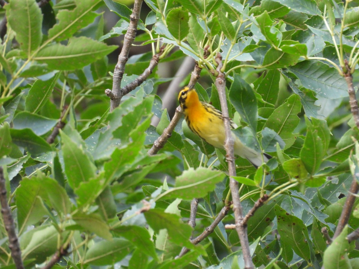 Blackburnian Warbler - ML623783387