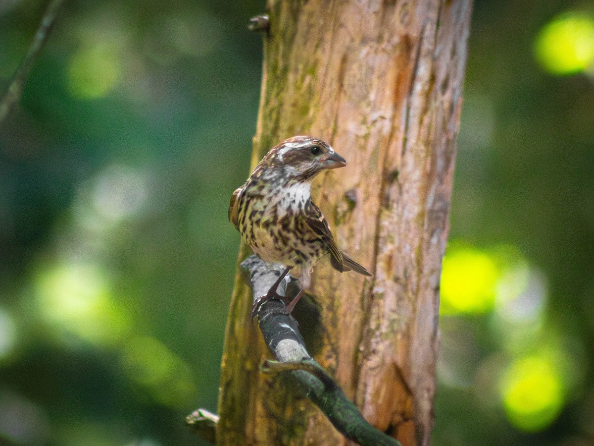 Purple Finch - ML623783432