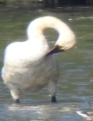 Tundra Swan - ML623783434