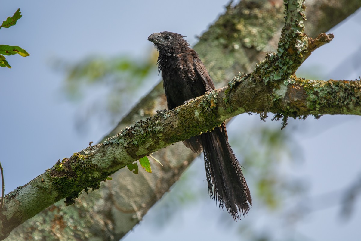 Groove-billed Ani - ML623783439