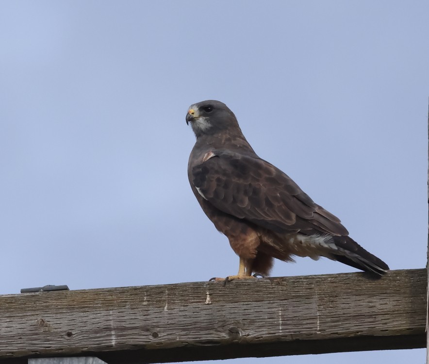 Swainson's Hawk - ML623783501