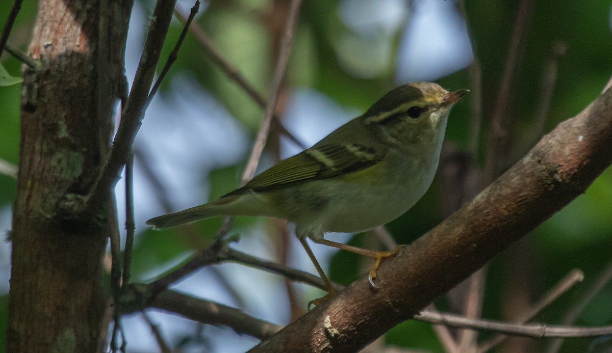 Two-barred Warbler - ML623783506