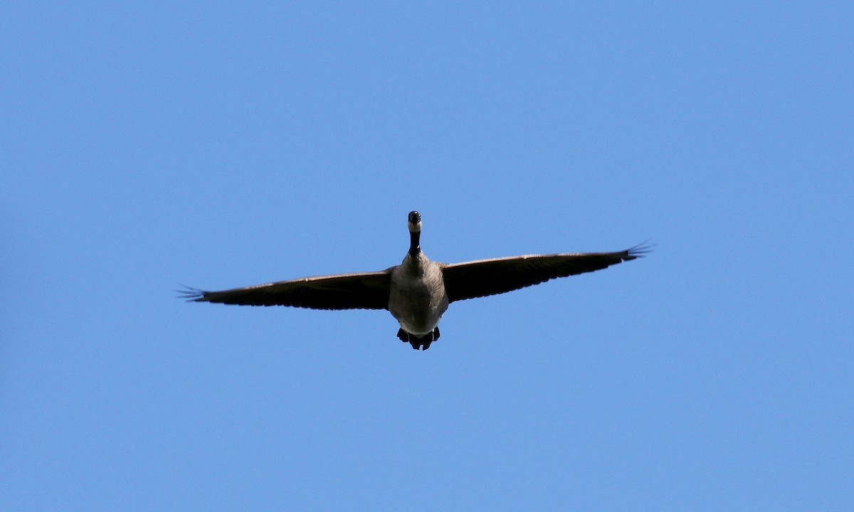 Canada Goose - ML623783510