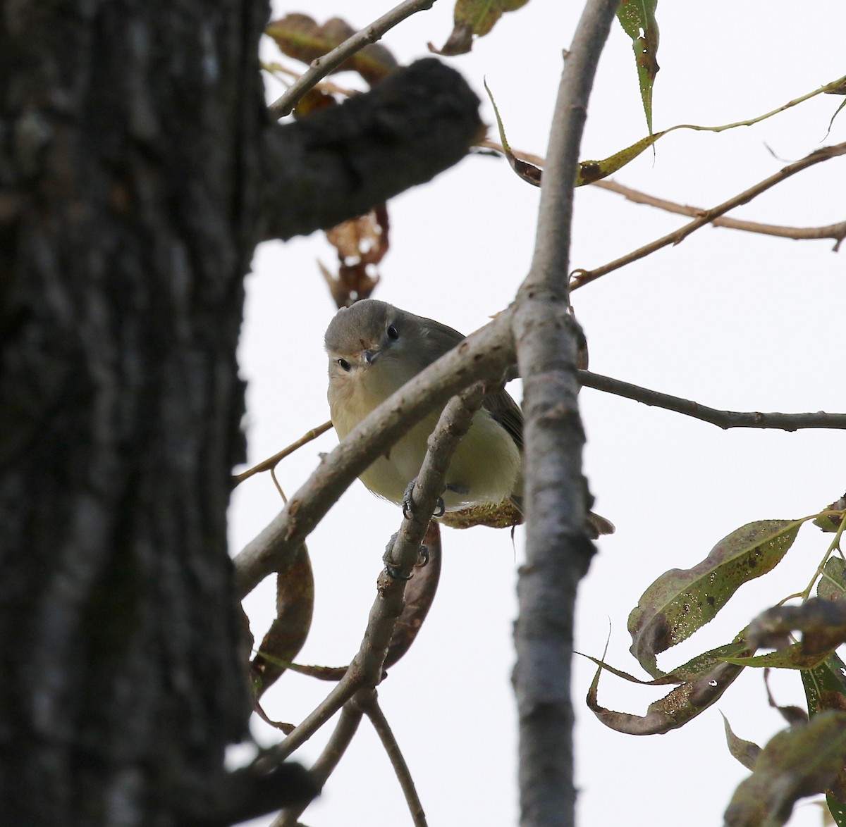 Warbling Vireo - ML623783529