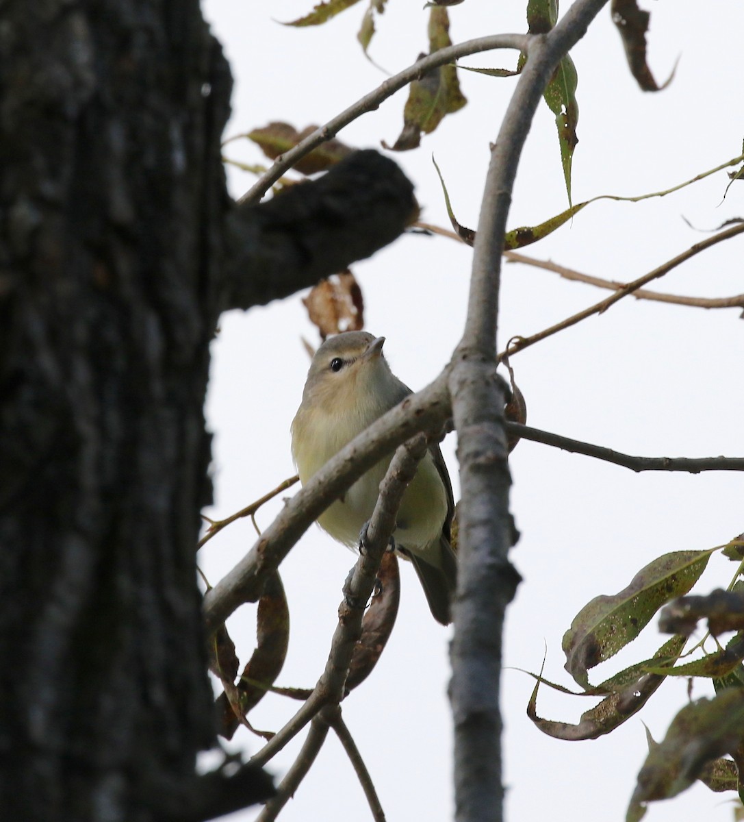 Warbling Vireo - ML623783530