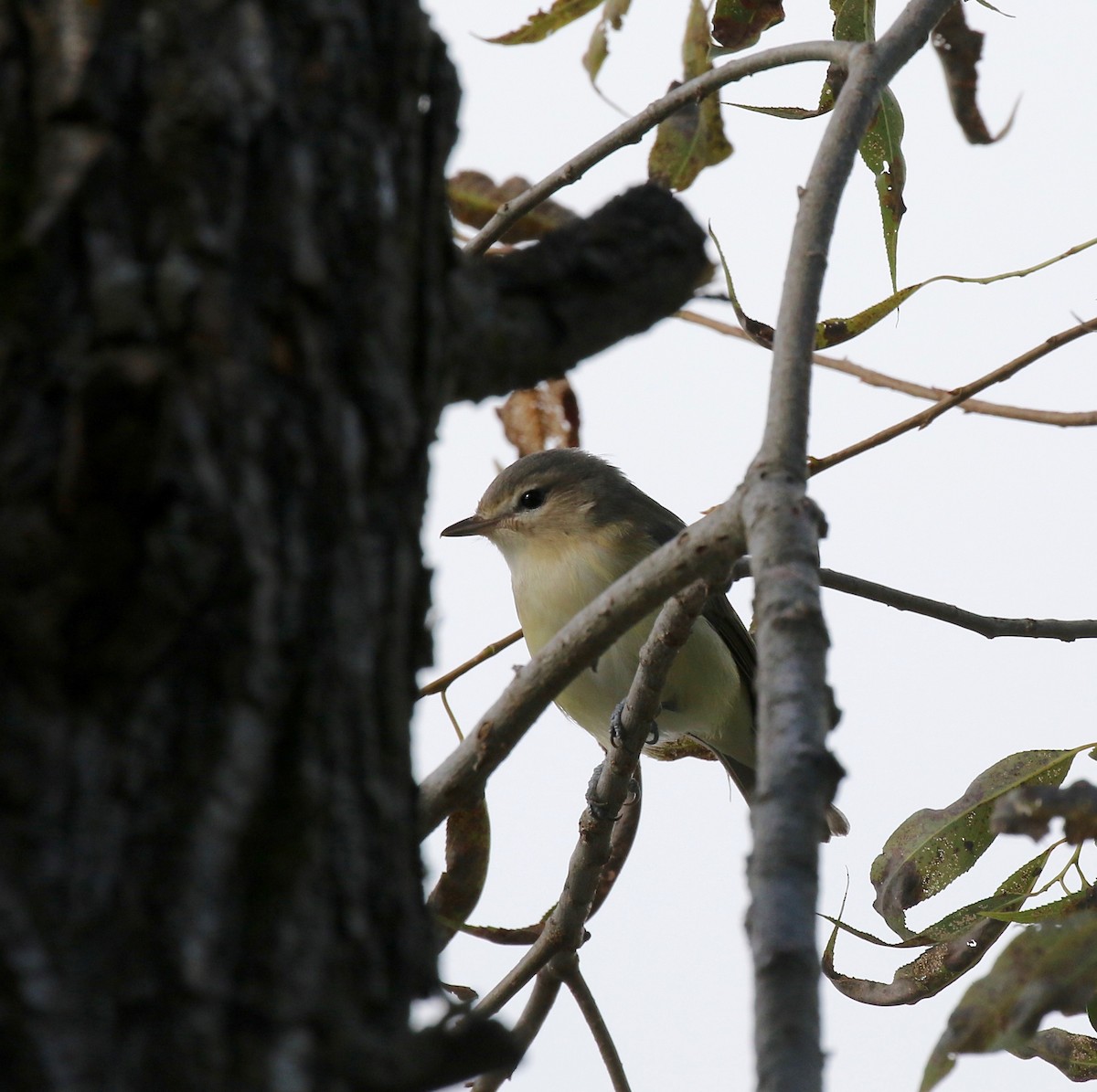Warbling Vireo - ML623783531