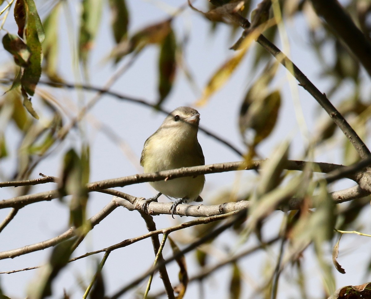 Warbling Vireo - ML623783532