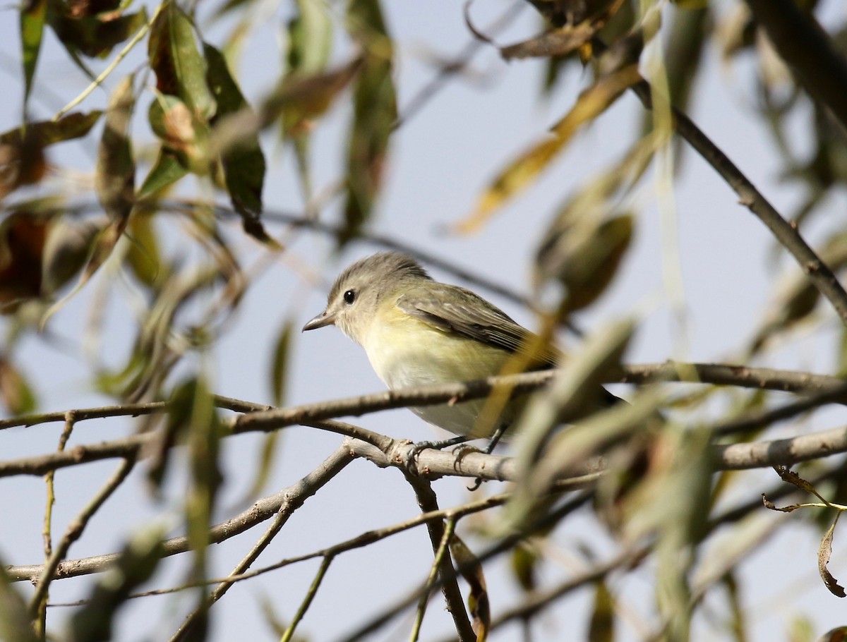 Warbling Vireo - ML623783533