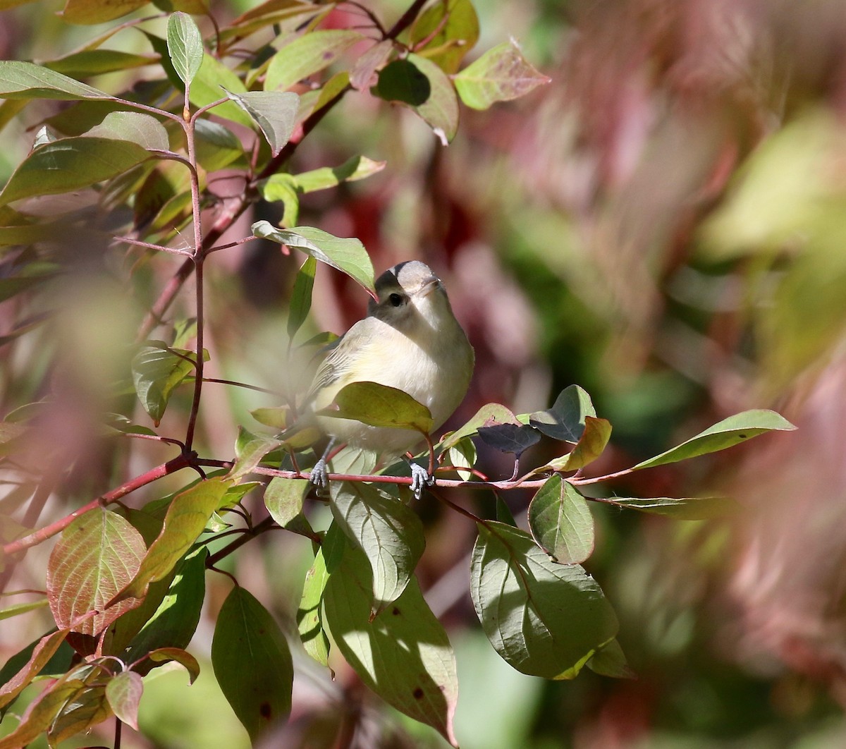 Warbling Vireo - ML623783534