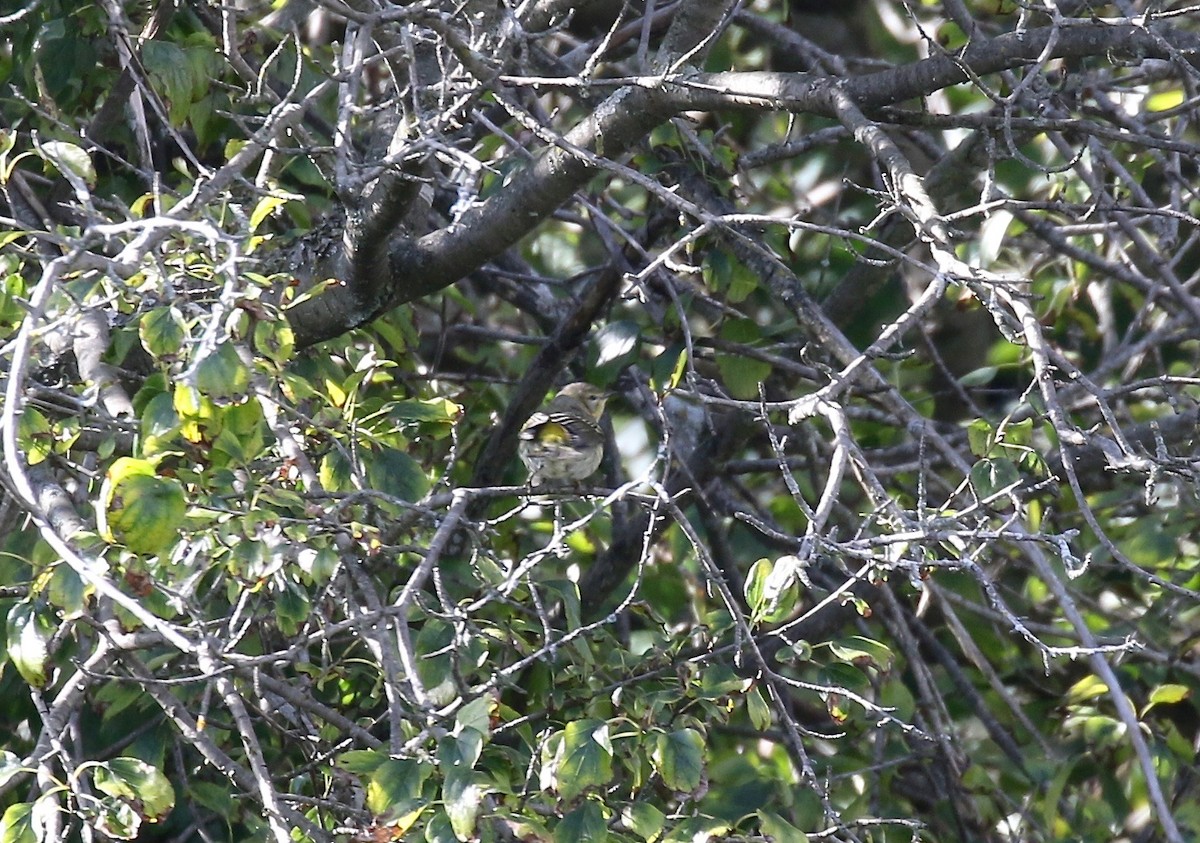 Cape May Warbler - ML623783556