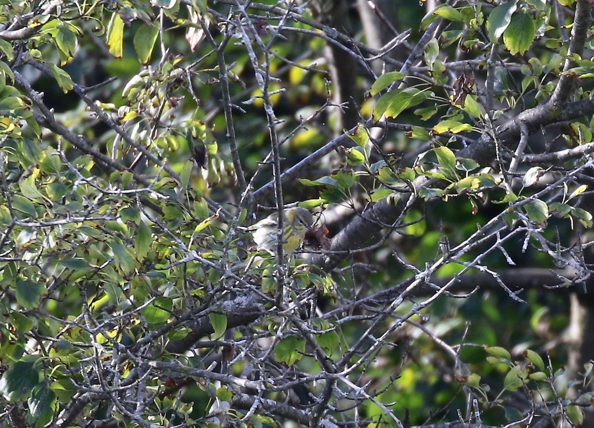 Cape May Warbler - ML623783557
