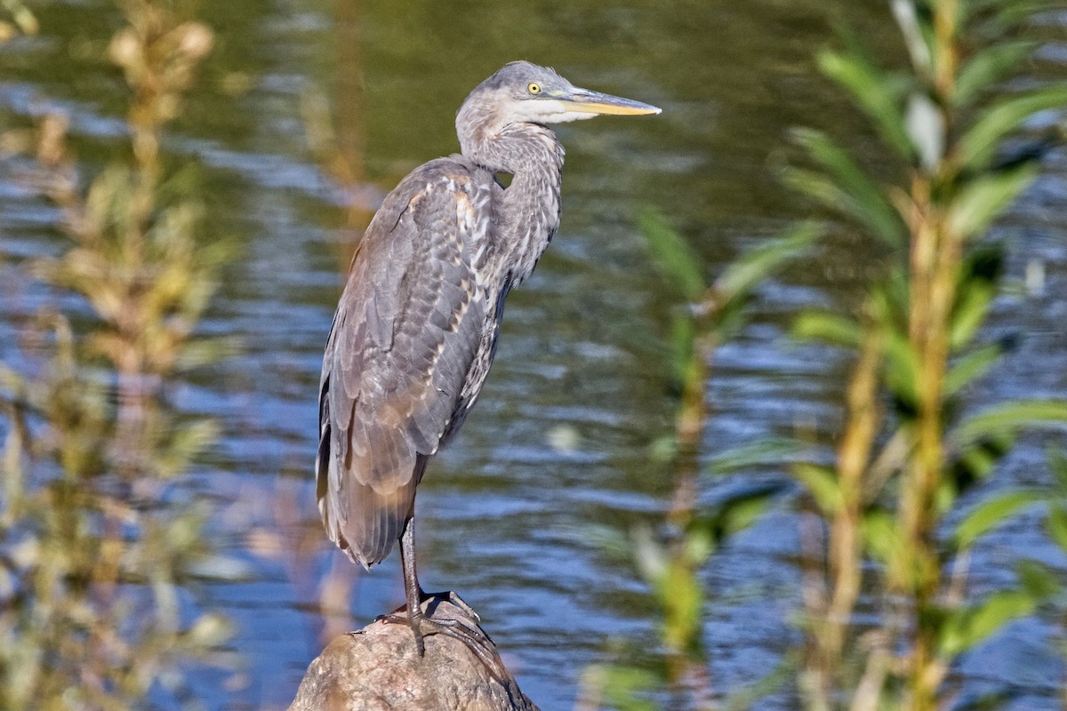 Great Blue Heron (Great Blue) - ML623783591