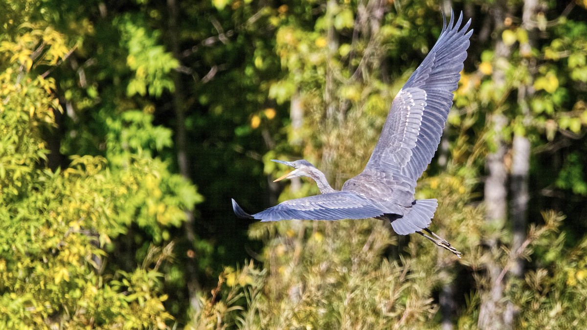 Great Blue Heron (Great Blue) - ML623783592