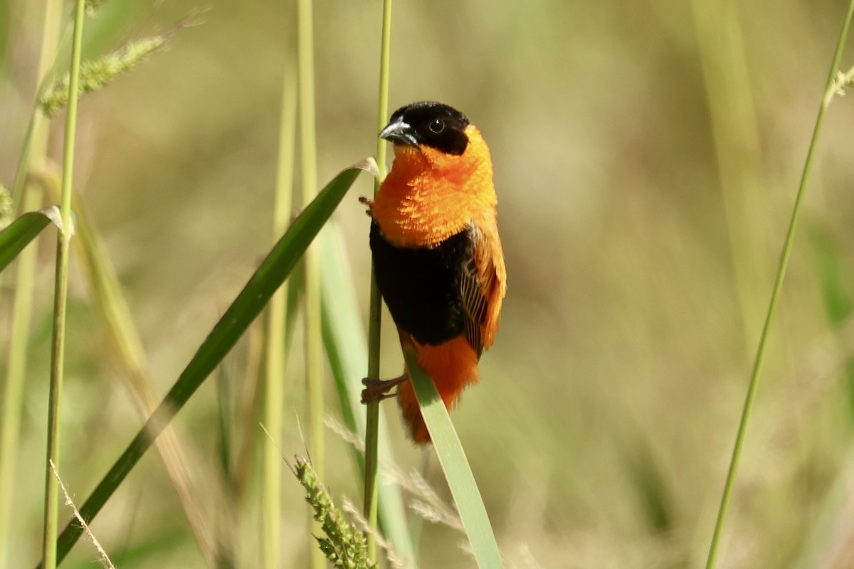 Northern Red Bishop - ML623783599