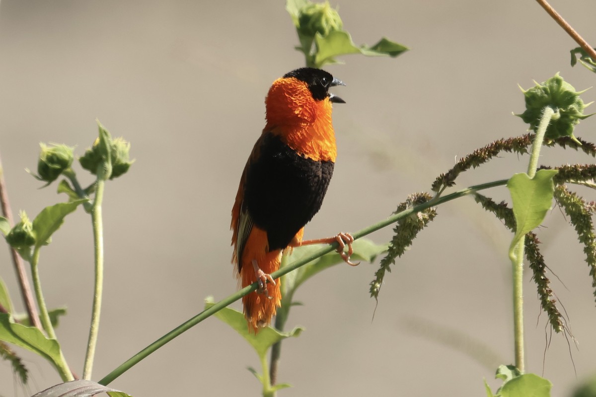 Northern Red Bishop - ML623783600