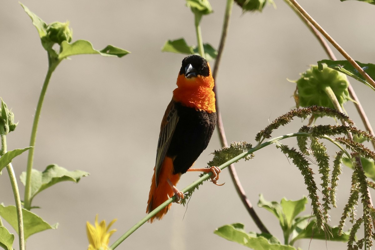 Northern Red Bishop - ML623783602