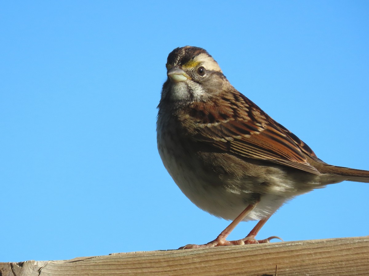 White-throated Sparrow - Laurie Koepke