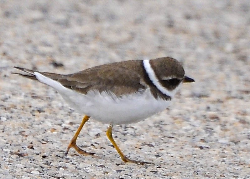 Semipalmated Plover - ML623783633