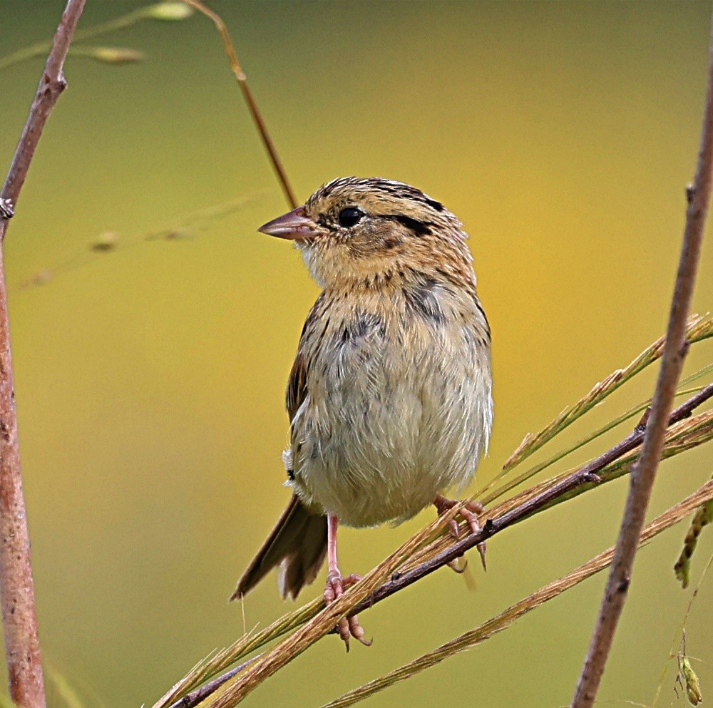 LeConte's Sparrow - ML623783644