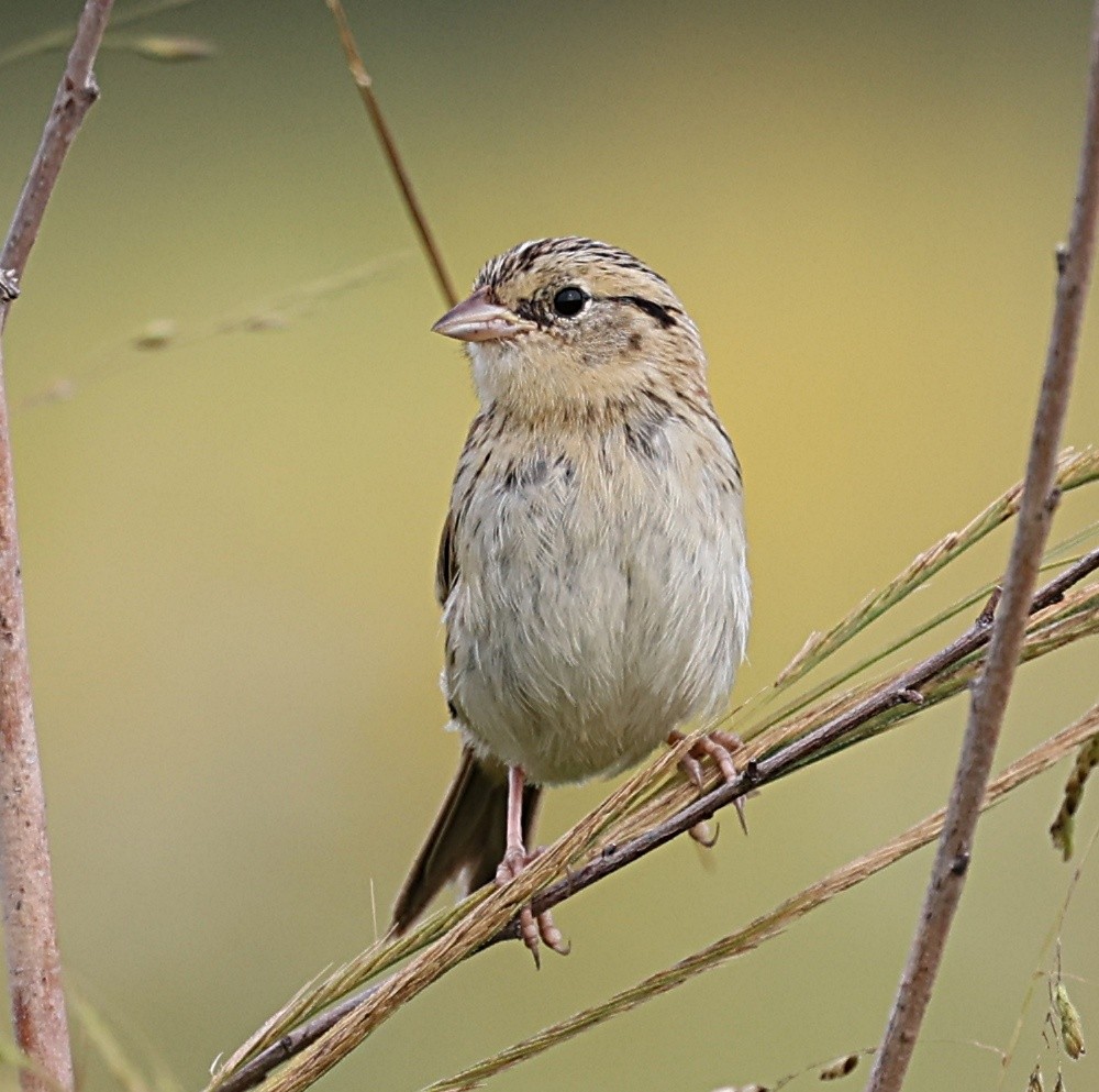 LeConte's Sparrow - ML623783645