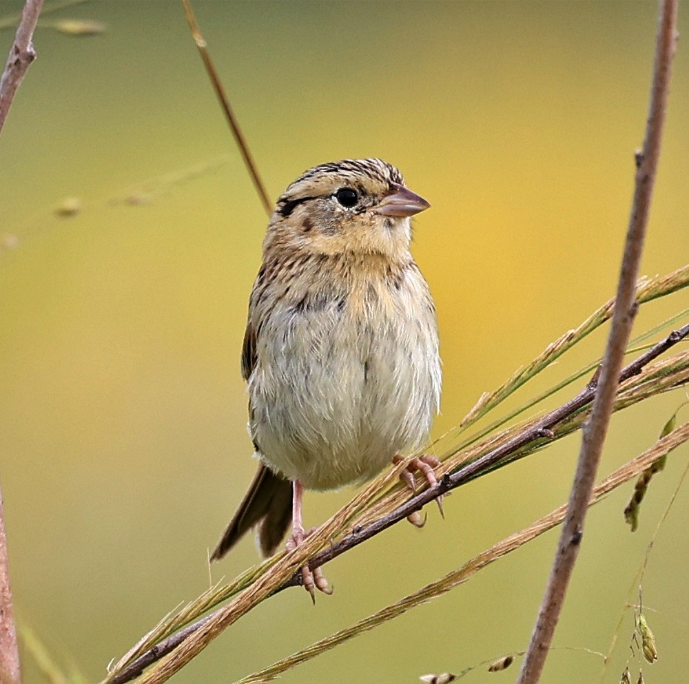 LeConte's Sparrow - ML623783646