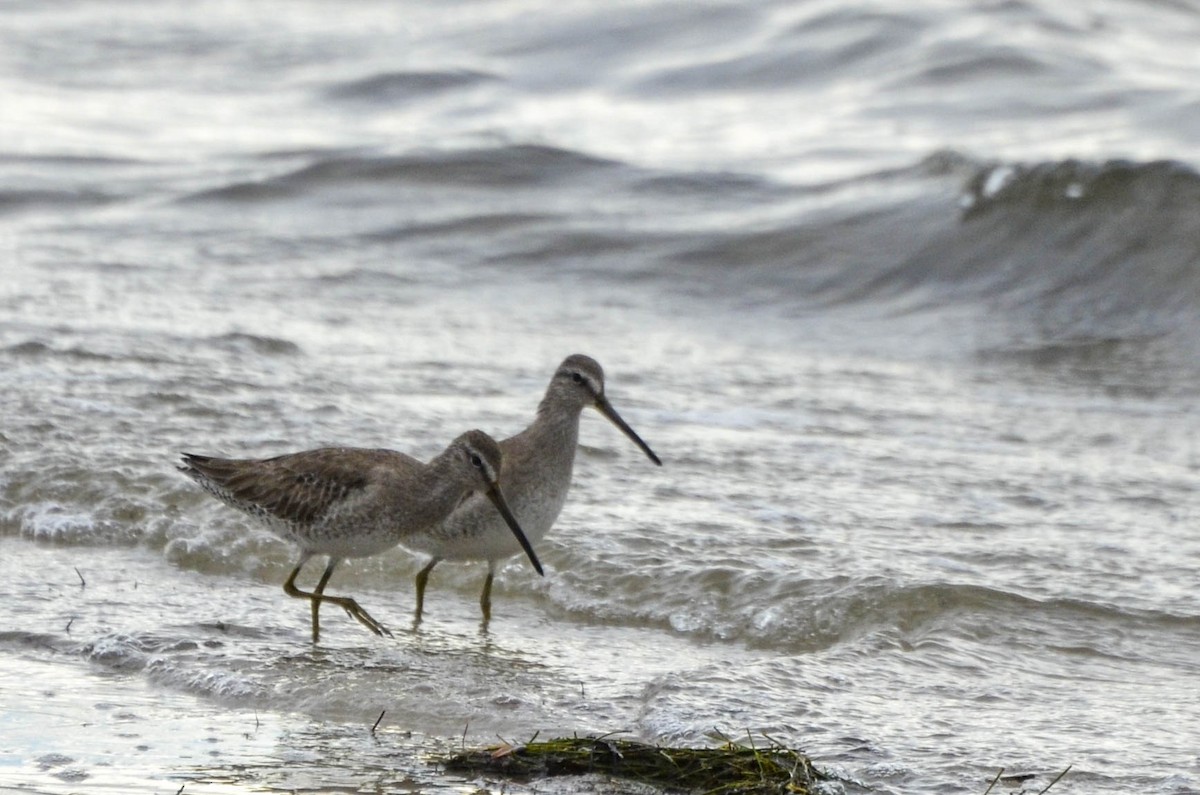 Short-billed Dowitcher - ML623783653