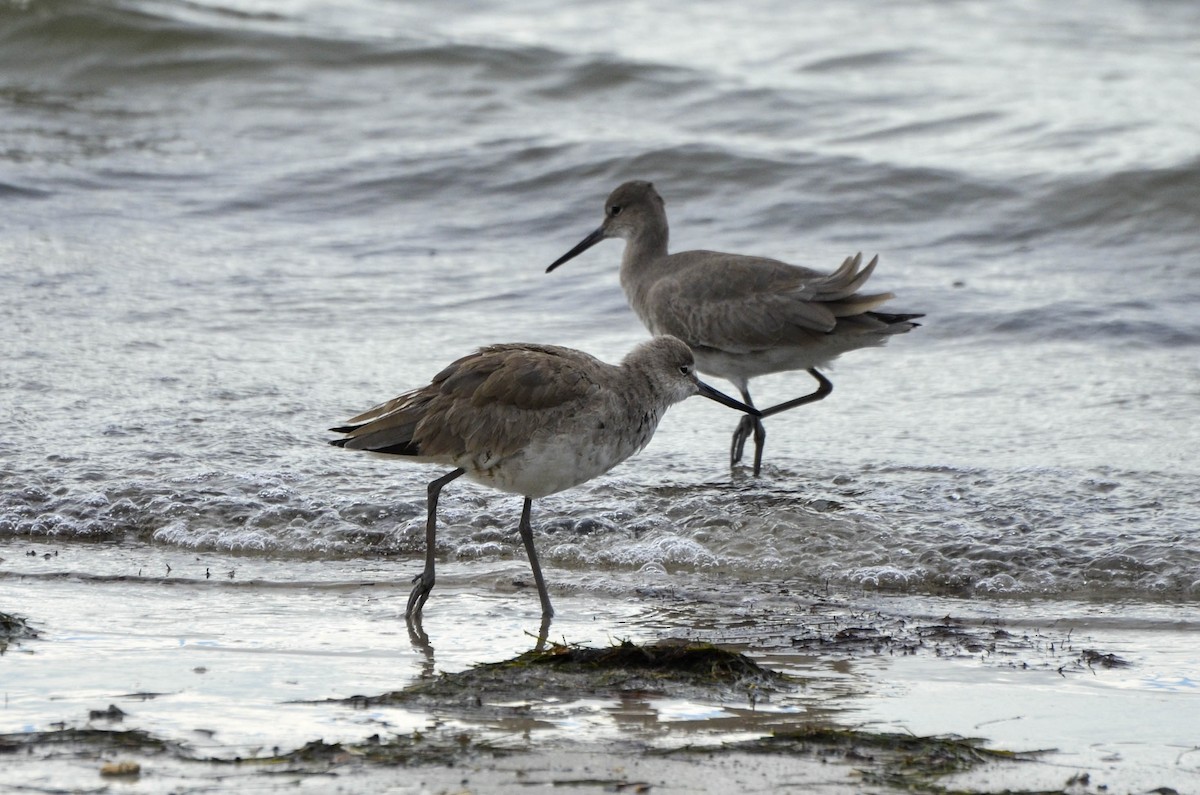 Willet - ML623783667