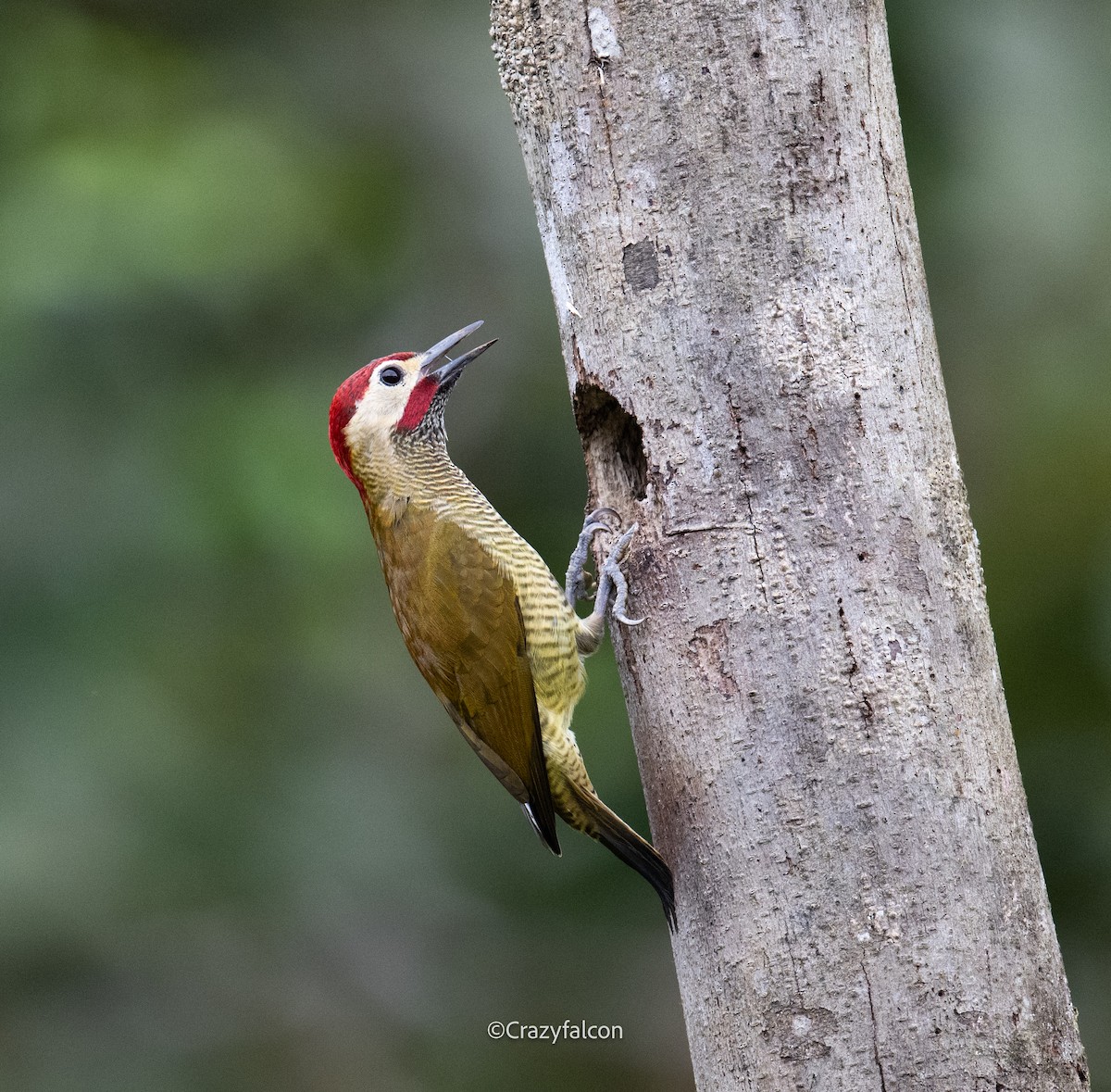 Golden-olive Woodpecker (rubripileus) - ML623783672