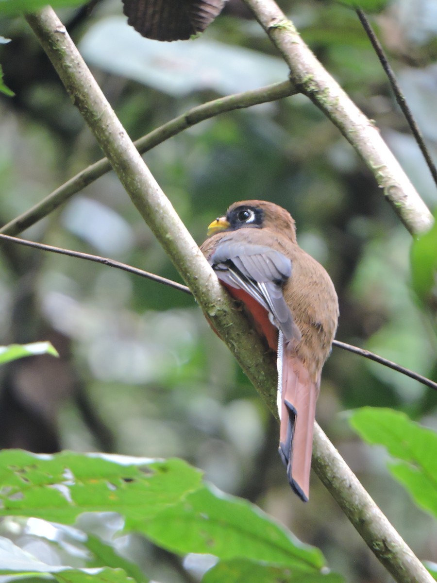 Trogon masqué - ML623783680