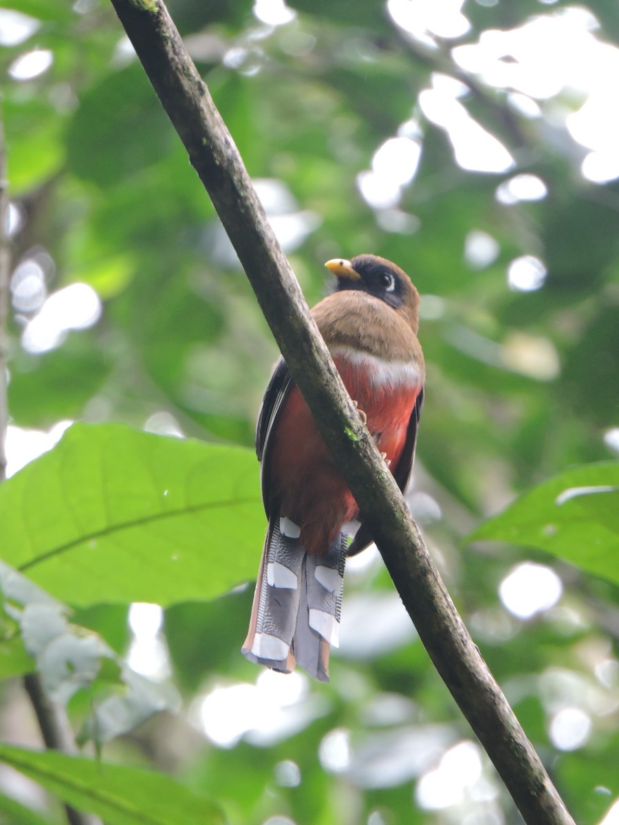 Trogon masqué - ML623783688