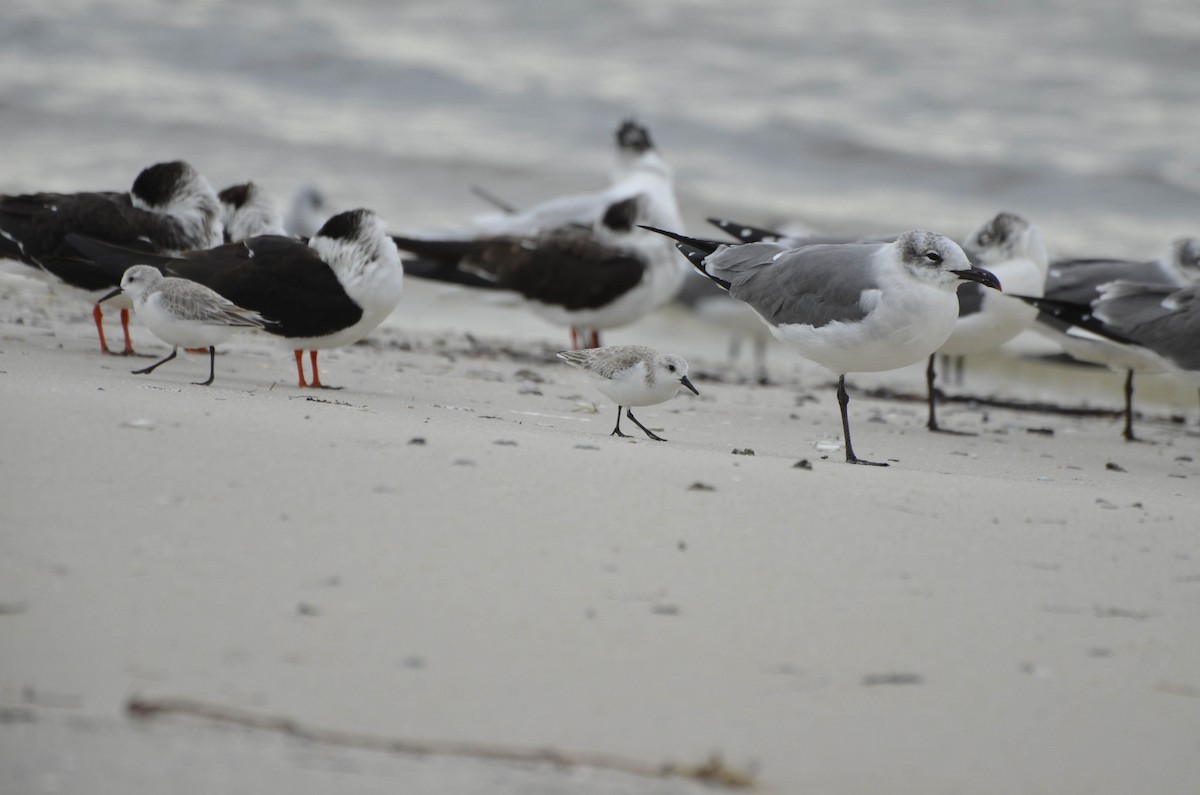 Sanderling - ML623783698