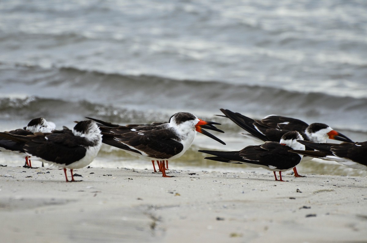 Black Skimmer - Harriet Neill