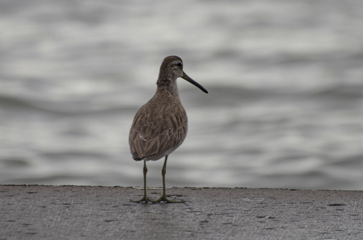 Short-billed Dowitcher - ML623783755