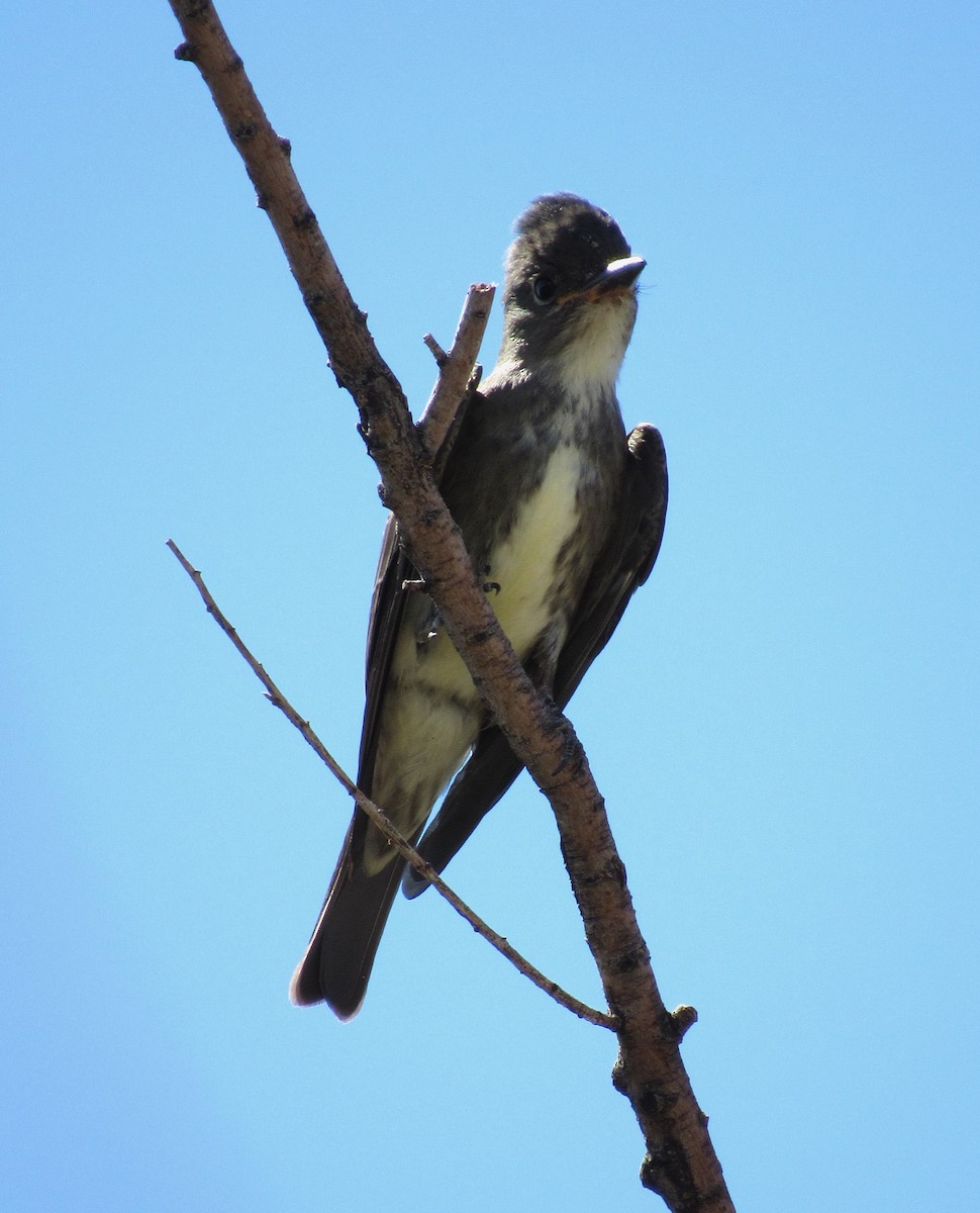 Olive-sided Flycatcher - ML623783771