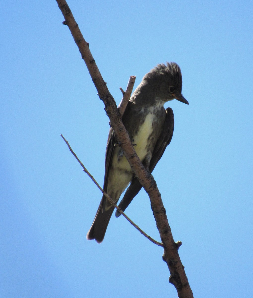 Olive-sided Flycatcher - ML623783772