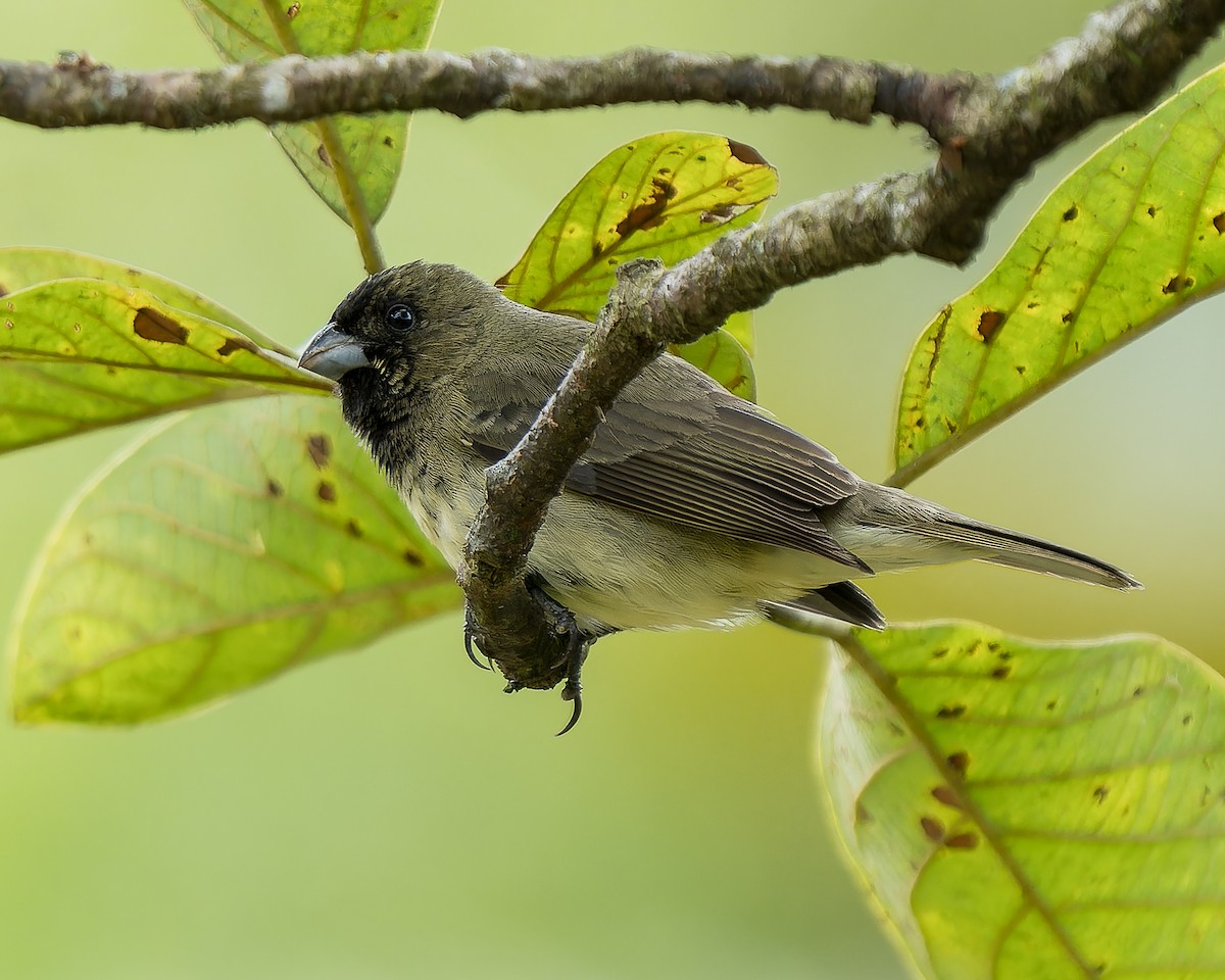 Yellow-bellied Seedeater - ML623783785