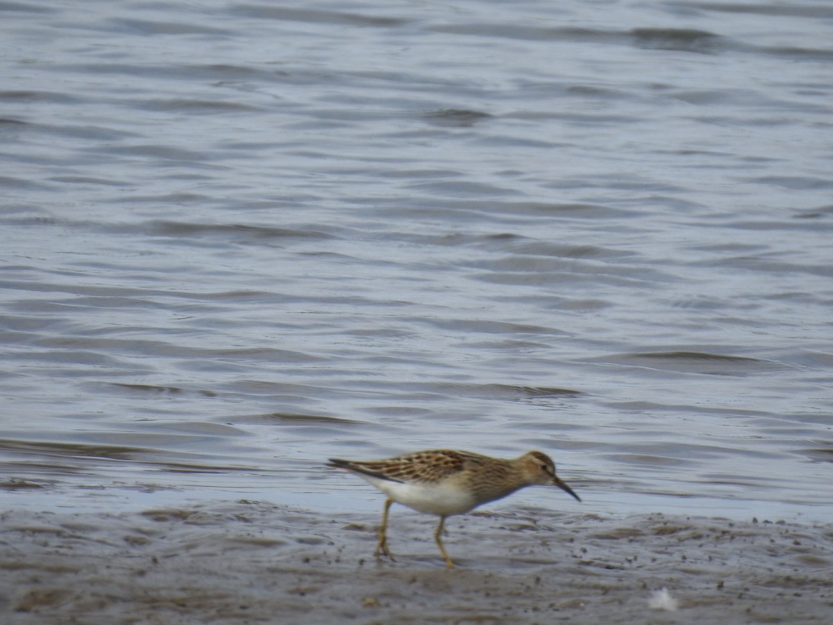 Pectoral Sandpiper - ML623783793