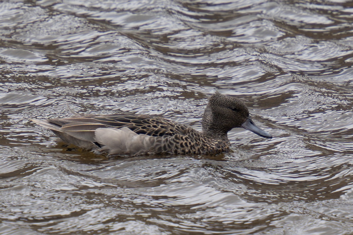 Andean Teal - ML623783807