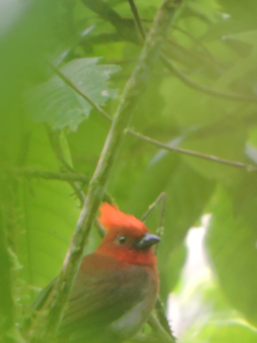 Crested Ant-Tanager - Yeison Tonuzco