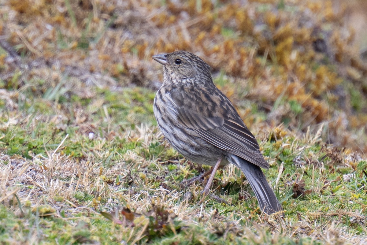 Plumbeous Sierra Finch - ML623783821