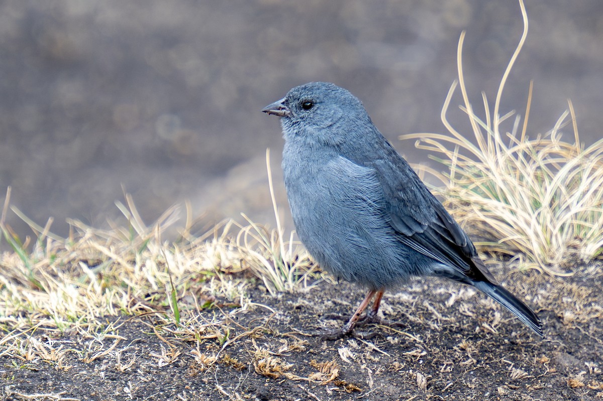 Plumbeous Sierra Finch - ML623783823